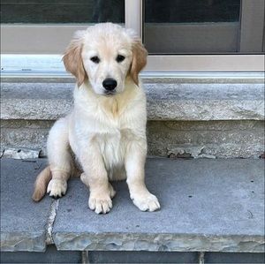 Meet your Posher, Tracey-marley